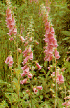 PICTURE OF  FOXGLOVE