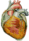 PICTURE OF THE ANATOMY OF THE HEART